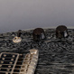 Unicut Shoto Doubleblade Daimyō-Line "Yukikaze" (2021) Detailphoto 14